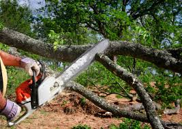 Professional Tree Services in Bristol, IN