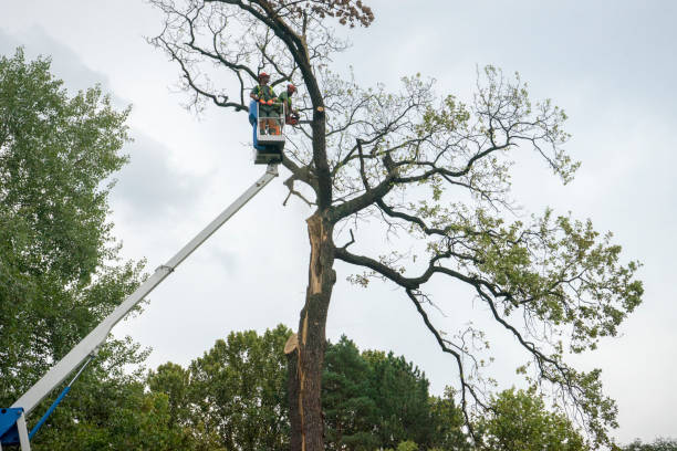 How Our Tree Care Process Works  in  Bristol, IN