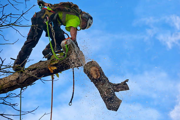 Tree and Shrub Care